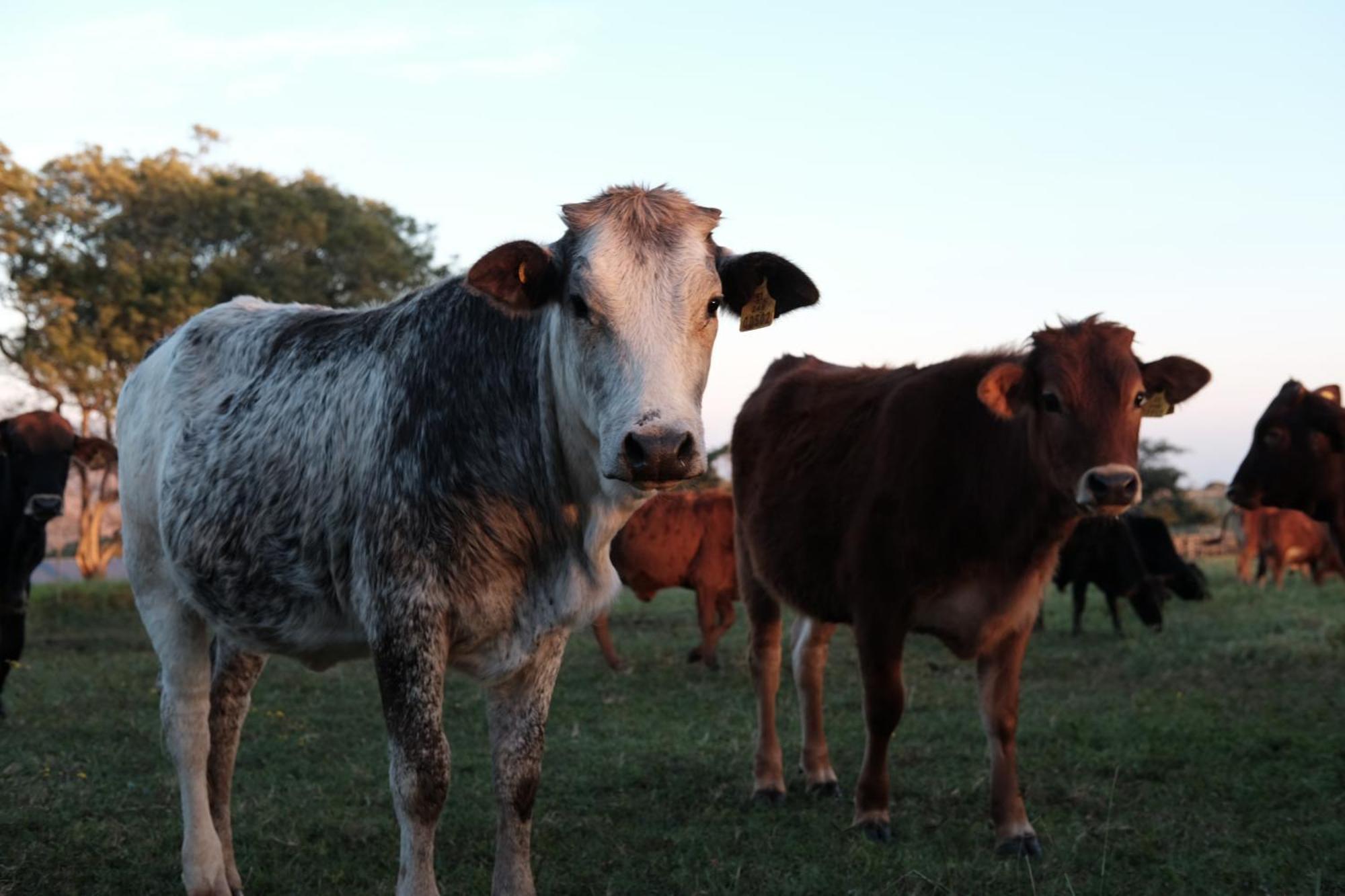 Mabuda Guest Farm Siteki Zewnętrze zdjęcie